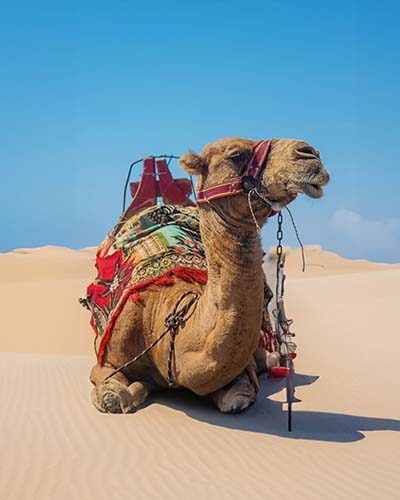 Camel safari in jaisalmer